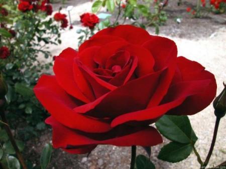a nice flower for a sweety gil